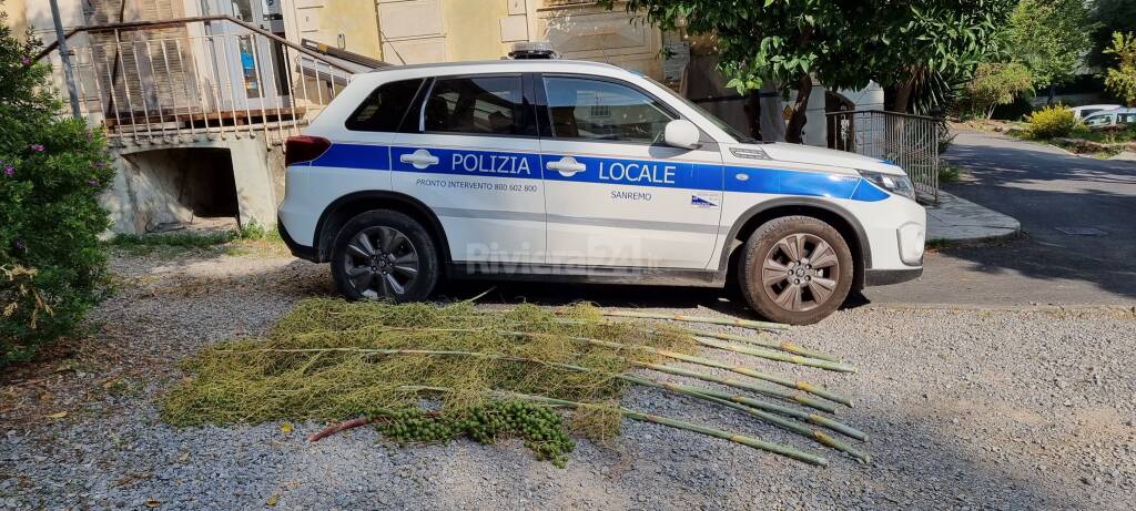 polizia municipale furti verde palme Sanremo