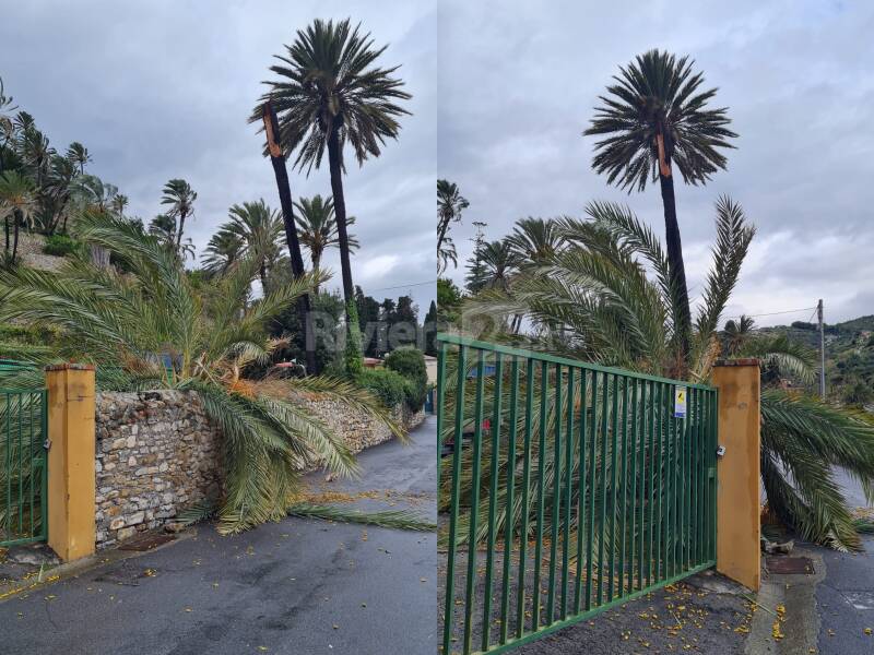 palma crollata bordighera