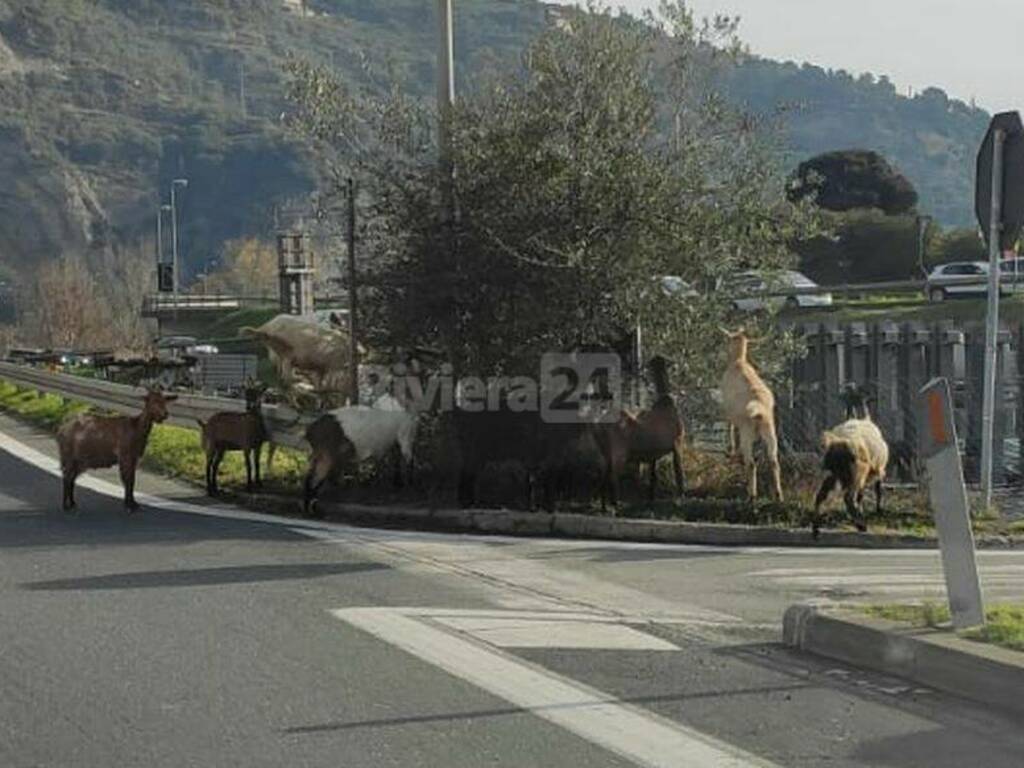 riviera24 - Ventimiglia, capre a pochi passi dall'autostrada