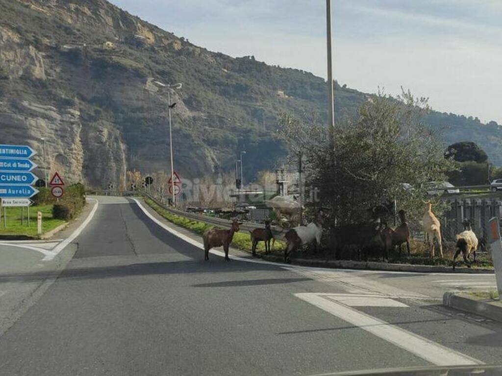 riviera24 - Ventimiglia, capre a pochi passi dall'autostrada