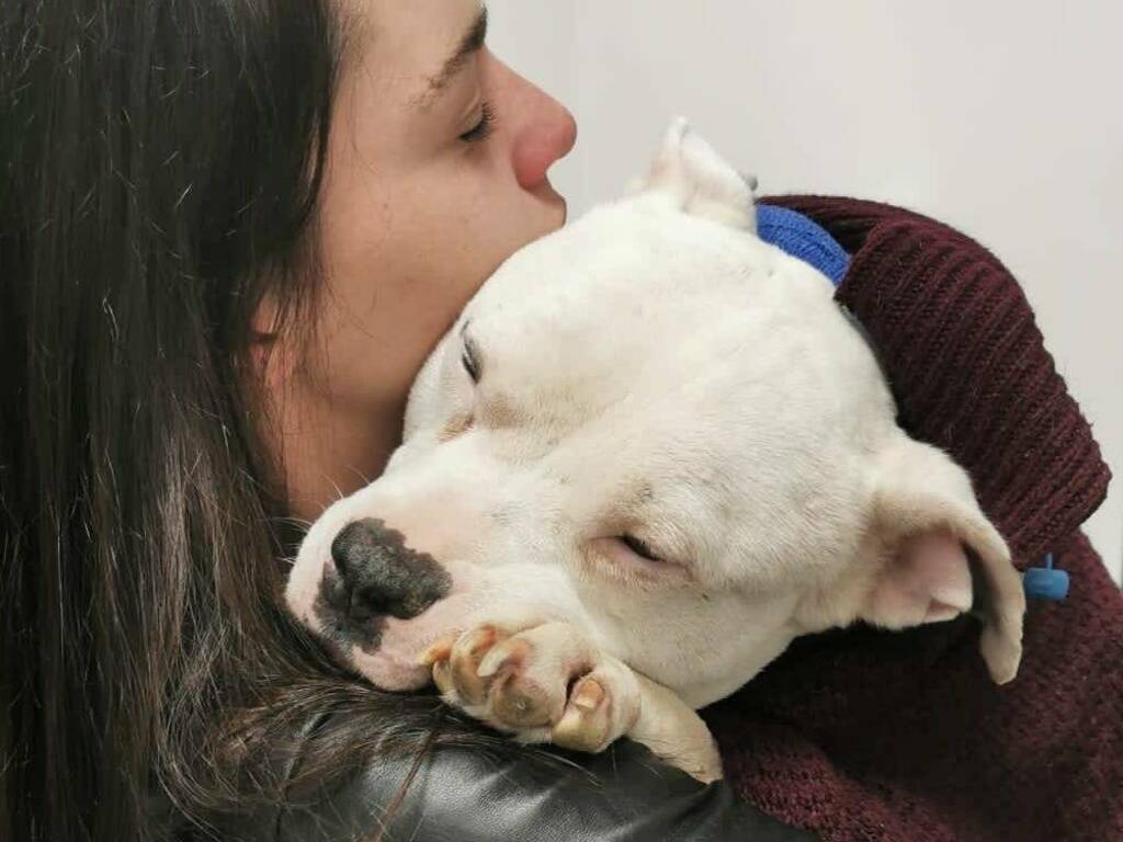 Prosegue la raccolta fondi per salvare Xena, american bully con una grave insufficienza renale