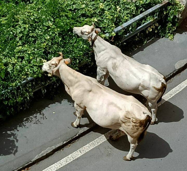 riviera24 - transumanza pigna mucche