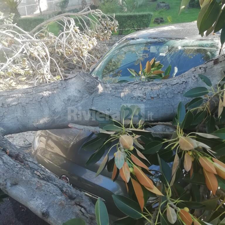 Bordighera ramo scibretta crollato 