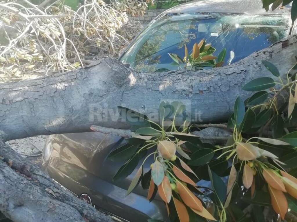 Bordighera ramo scibretta crollato 