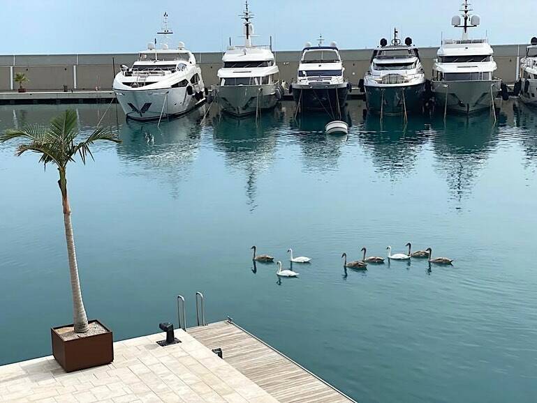 cigni cala del forte