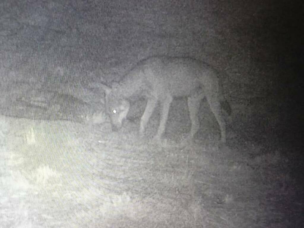 Ancora attacchi dei lupi nella zona di Borgomaro: in meno di un mese uccise tutte le capre di un’allevatrice