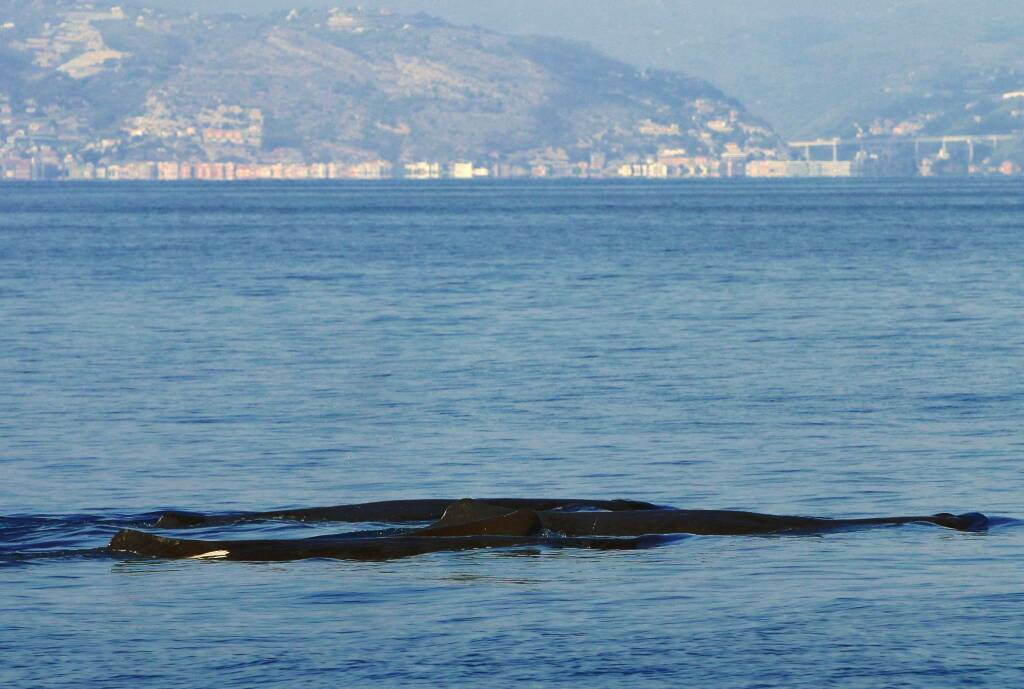 riviera24 -  capodogli capodoglio balene