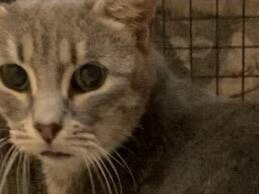 Taggia, gattina cerca casa: qualcuno vuole adottarla?