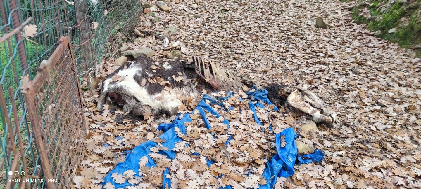 animali maltrattati val nervia