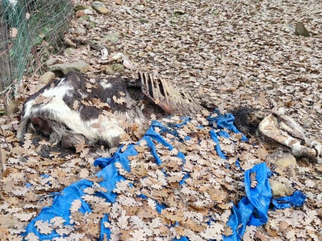 animali maltrattati val nervia