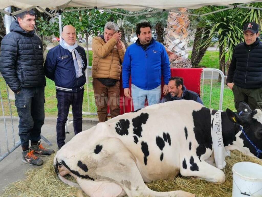 Mucca Ercolina a Sanremo 