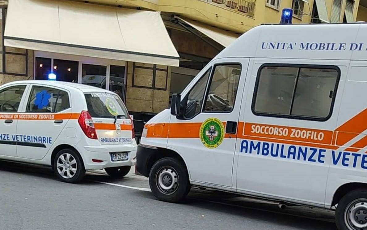 ambulanze veterinarie